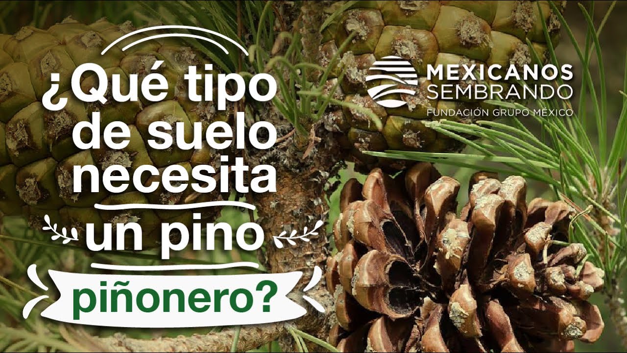 &iquest;Qu&eacute; TIPO DE SUELO NECESITA un PINO PI&Ntilde;ONERO? 🌲🌲🌲