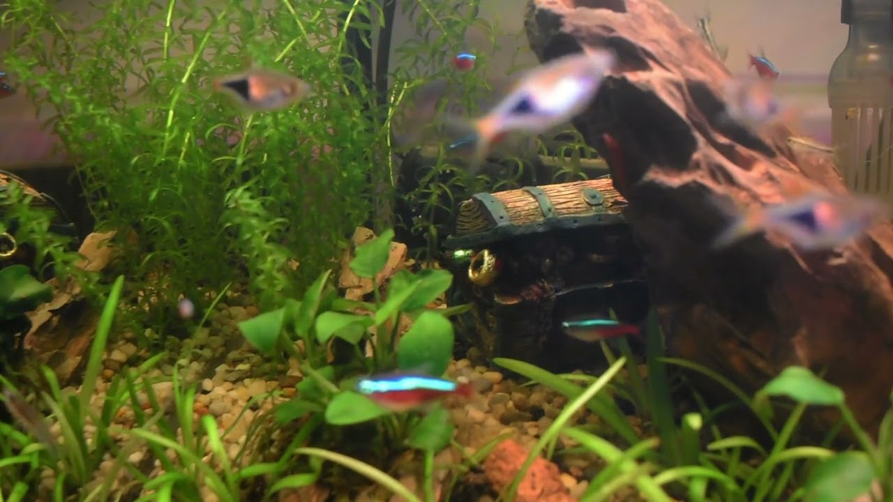 Zen Aquarium Sounds | Calm Night Underwater World (60 Minutes)