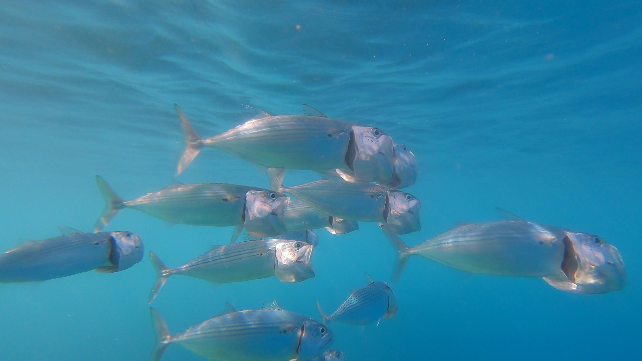 Amazing Red Sea SnorkelingHotel Reef Marina Lodge at Port Ghalib