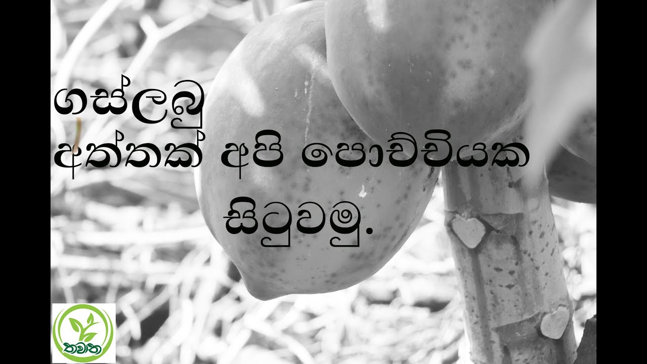ගස්ලබු අත්තක් පොච්චියක හදාගමු|How to plant a #papaya  branch:Gas|labu aththak pela karagamu #papya