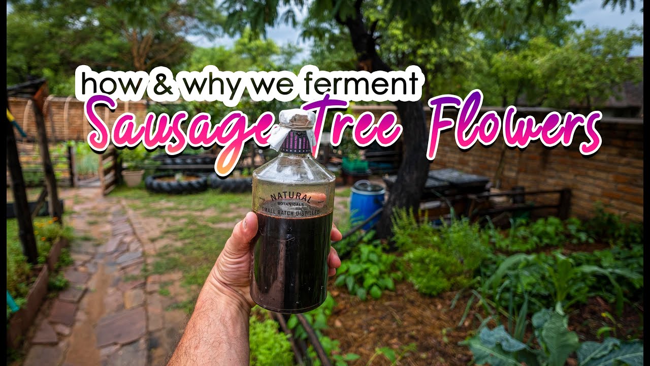 How and Why we ferment Sausage tree flowers to make our own African Fermented Plant Juice (FPJ)