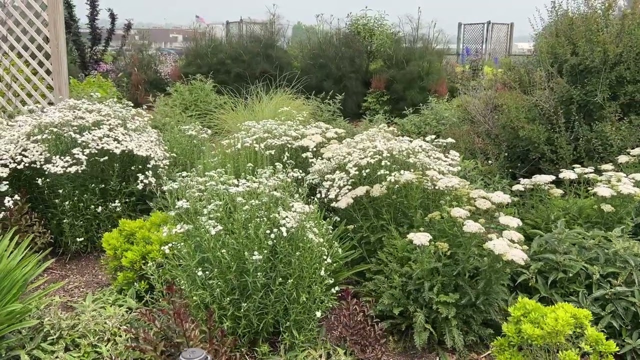 Moon Garden Plants at Walters Gardens Trial Garden