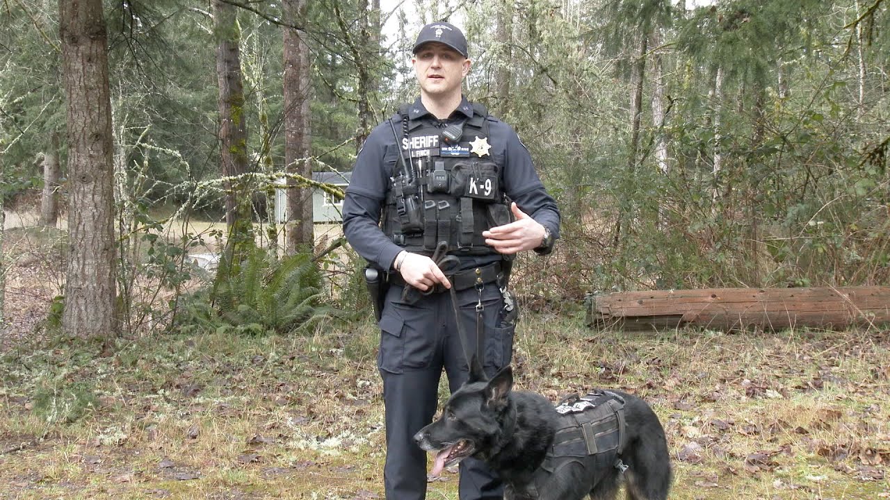 Pierce County K9 teams are vital tools for law enforcement