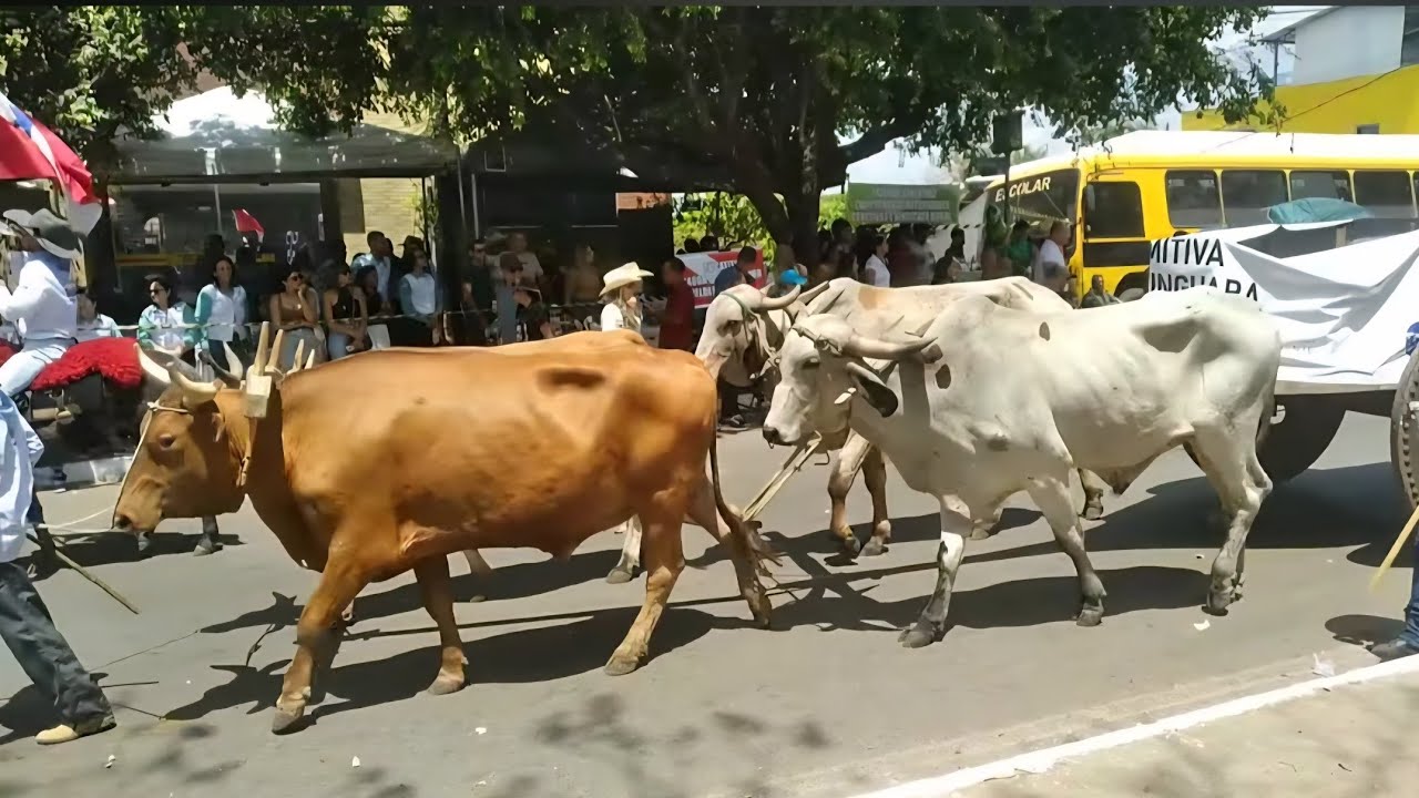 Cavalgada em xinguara-Pa capital do boi gordo no sul do Pará 2025.