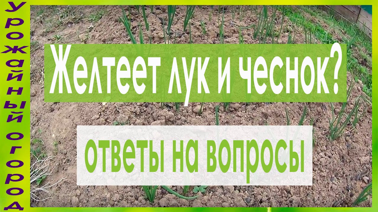 ОТ ЧЕГО ЖЕЛТЕЕТ ЛУК И ЧЕСНОК?!И ЧТО ДЕЛАТЬ?!