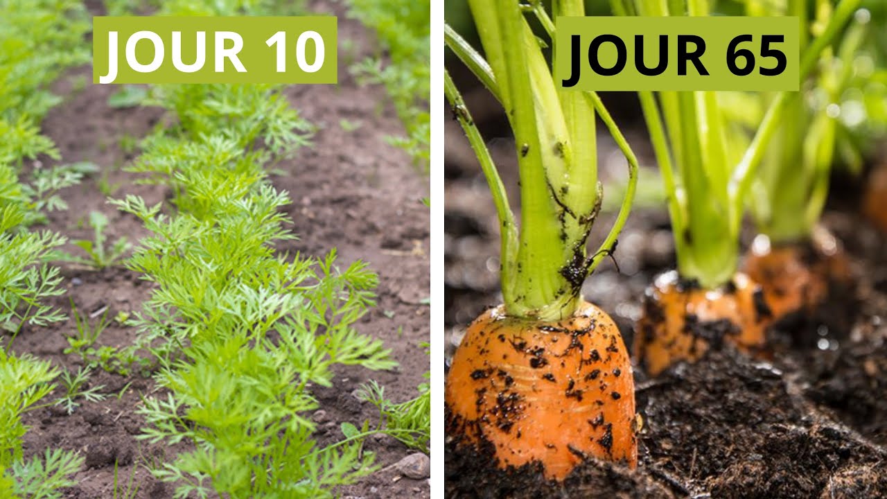 Planter des Carottes dans des Sacs Plastiques.