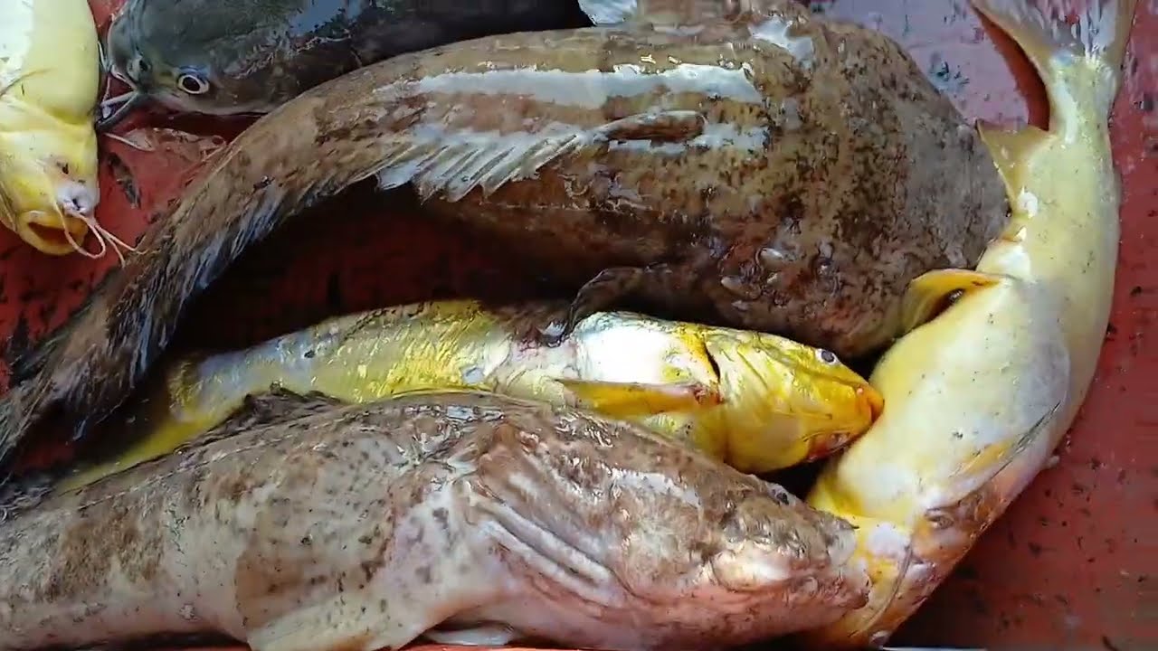 PESCARIA DE ESPINHEL NA ISCA DE CAMARÃO 