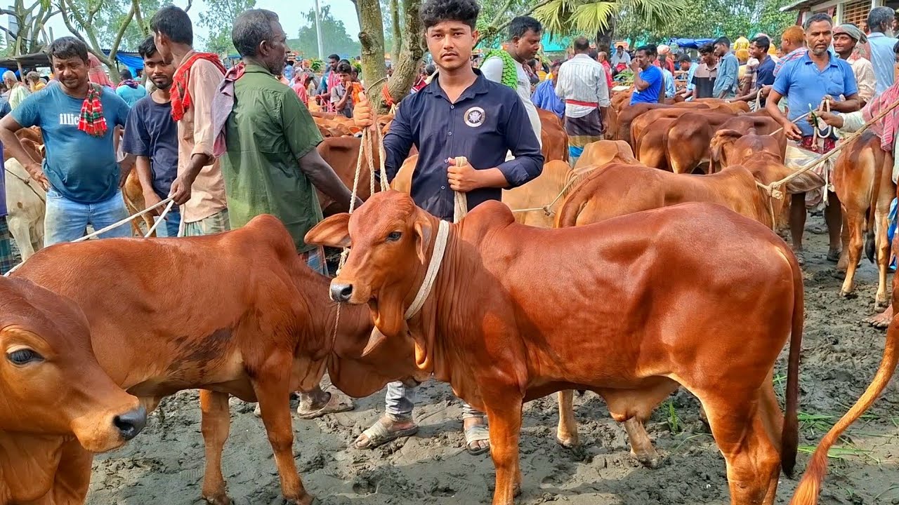 ২৯ জানুয়ারি 2026| প্রচুর চাহিদা সম্পন্ন শাহীওয়াল জাতের ষাঁড় বাছুরের দাম | রানীগঞ্জ হাট | থেকে 