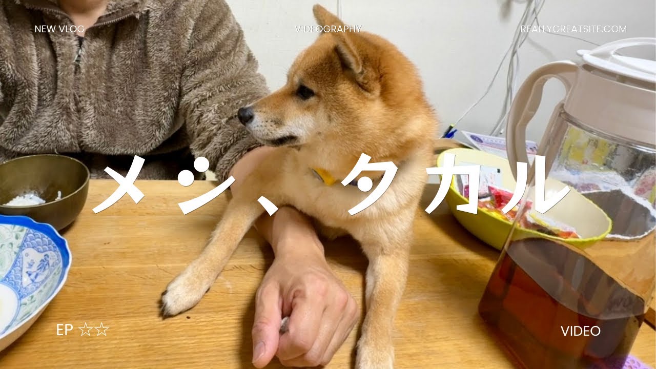 【豆柴 茶々丸 1歳】この冬、わがままボディになりそうな柴犬