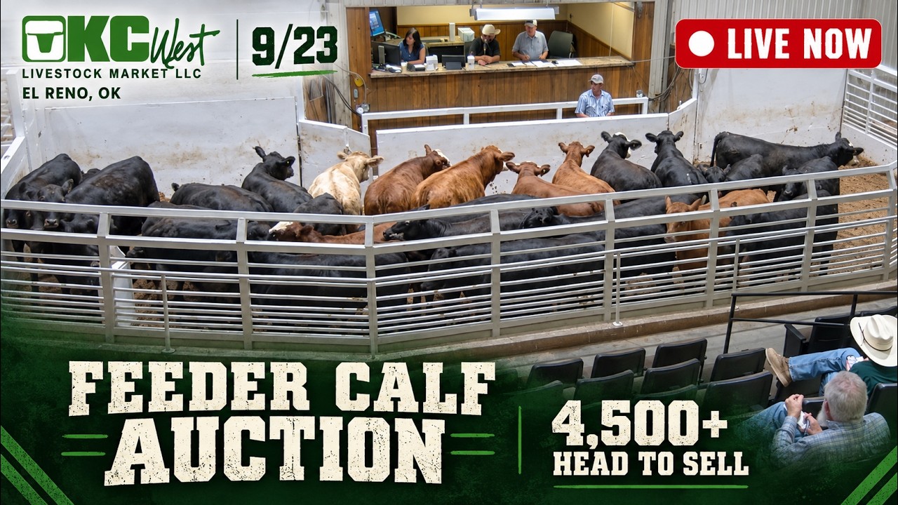 OKC West Livestock Market | 4,500+ Head Major Wednesday Feeder Cattle Sale &mdash; 9/23/26
