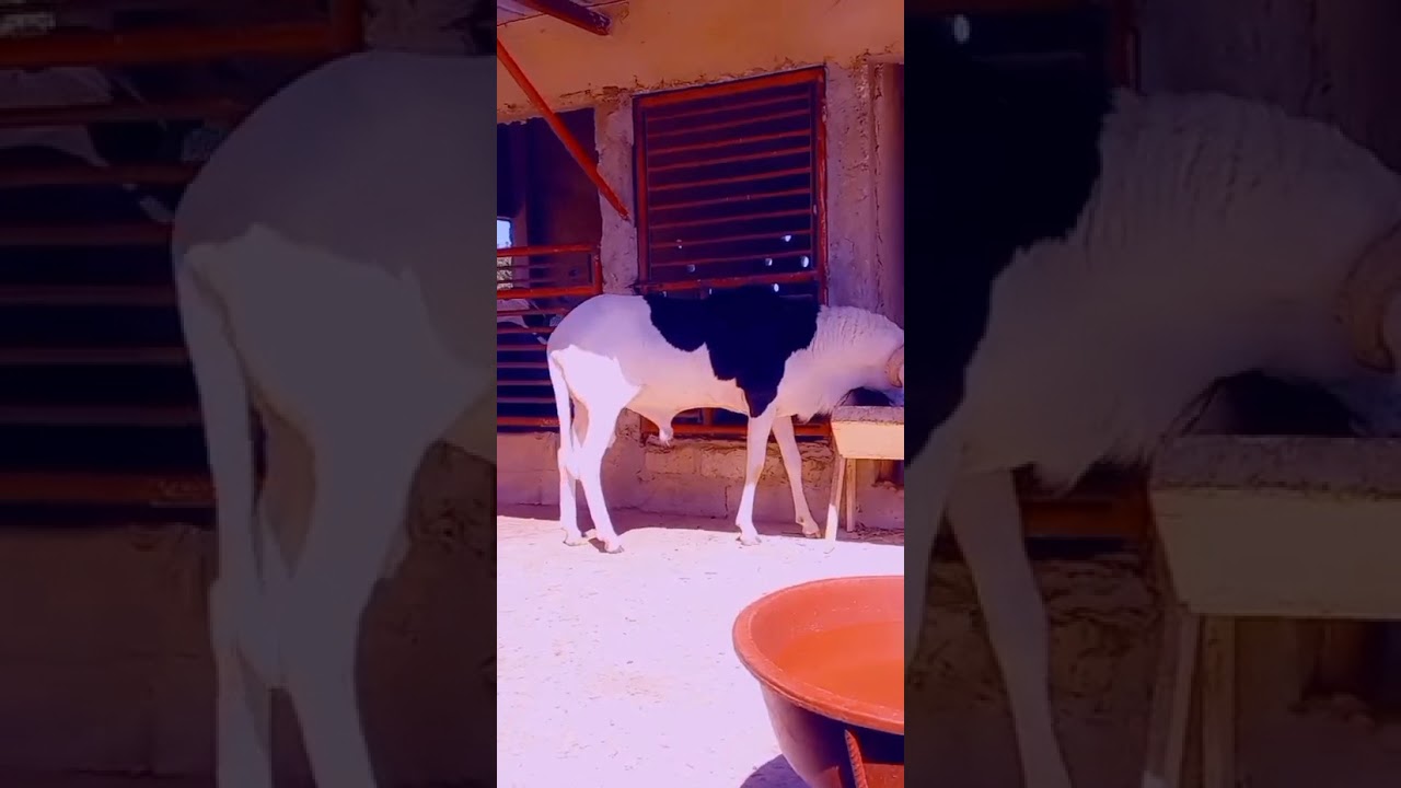 Erdogan fils de tim timol