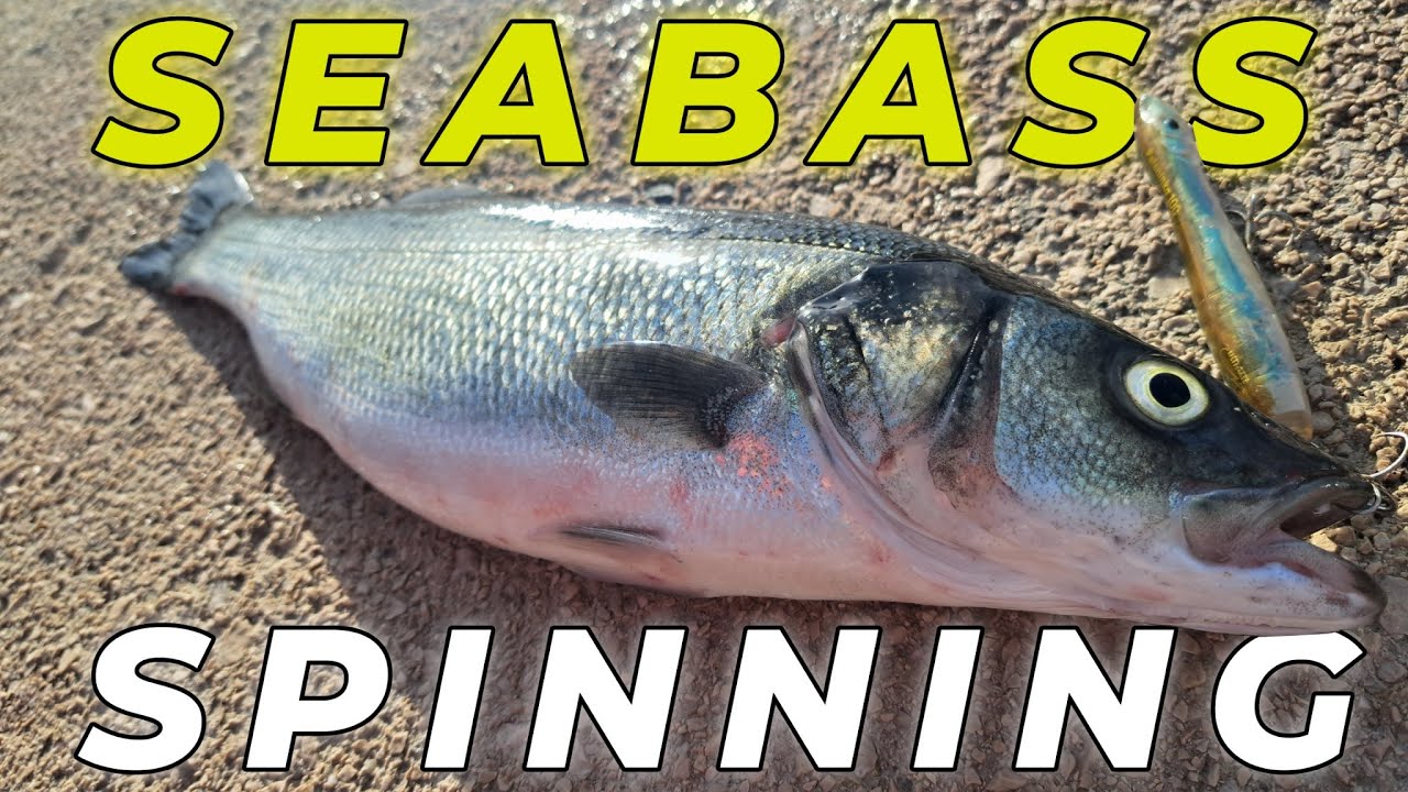 Topwater Seabass Spinning in Croatia (Ribolov Brancina)