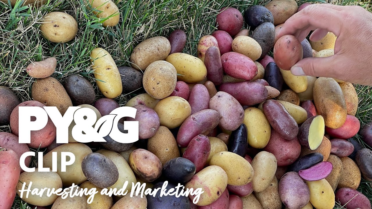 Harvesting and Marketing | Valley Tissue Culture Spuds | Prairie Yard & Garden 3611