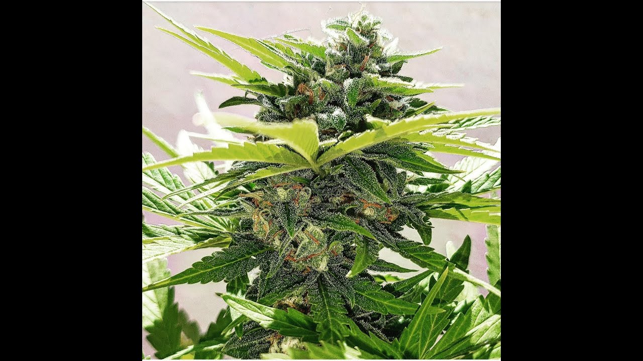 SOUR DIESEL (ripper seeds). 4&ordf; semana de FLORACION. Poda FOLIAR, AUMENTANDO la PRODUCCION!!