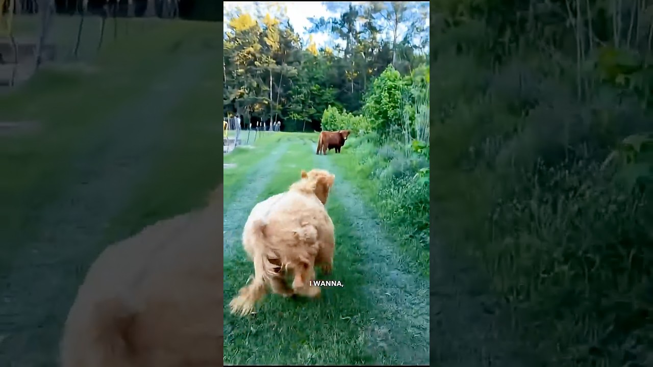 Cows Escape Farm - Ozzy Man Reviews