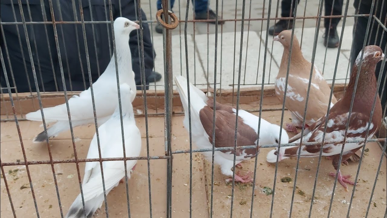 TRAGICZNY RYNEK TARG GOŁĘBI W ELBLĄGU 🙉WIĘCEJ LUDZI NIŻ GOŁĘBI 🙈ZAPRASZAM NA FILM 💥