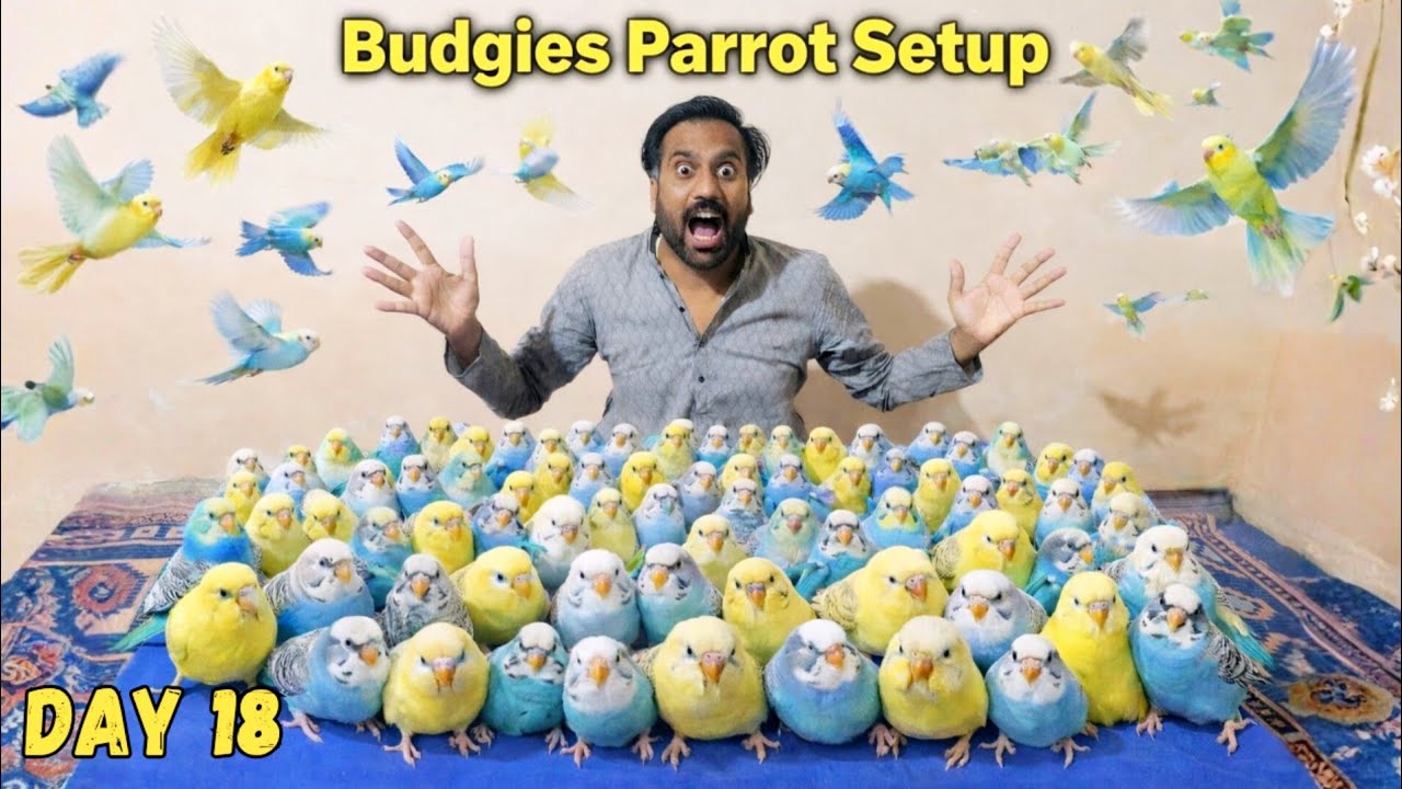 Australian Budgies Parrot Ki Big Colony Laga Di 😍 Budgies Parrot Breeding Setup 😍 Challenge Day #18