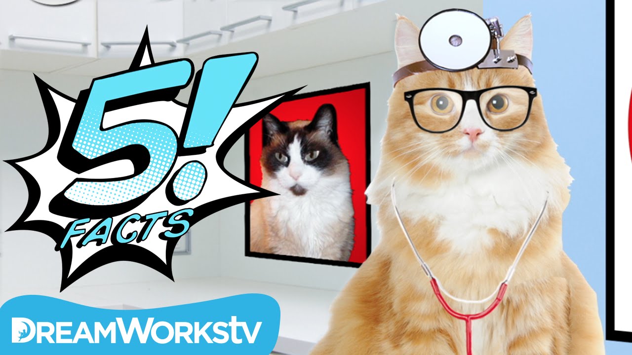 5 Cat Facts That Will Make You Purr | 5 FACTS