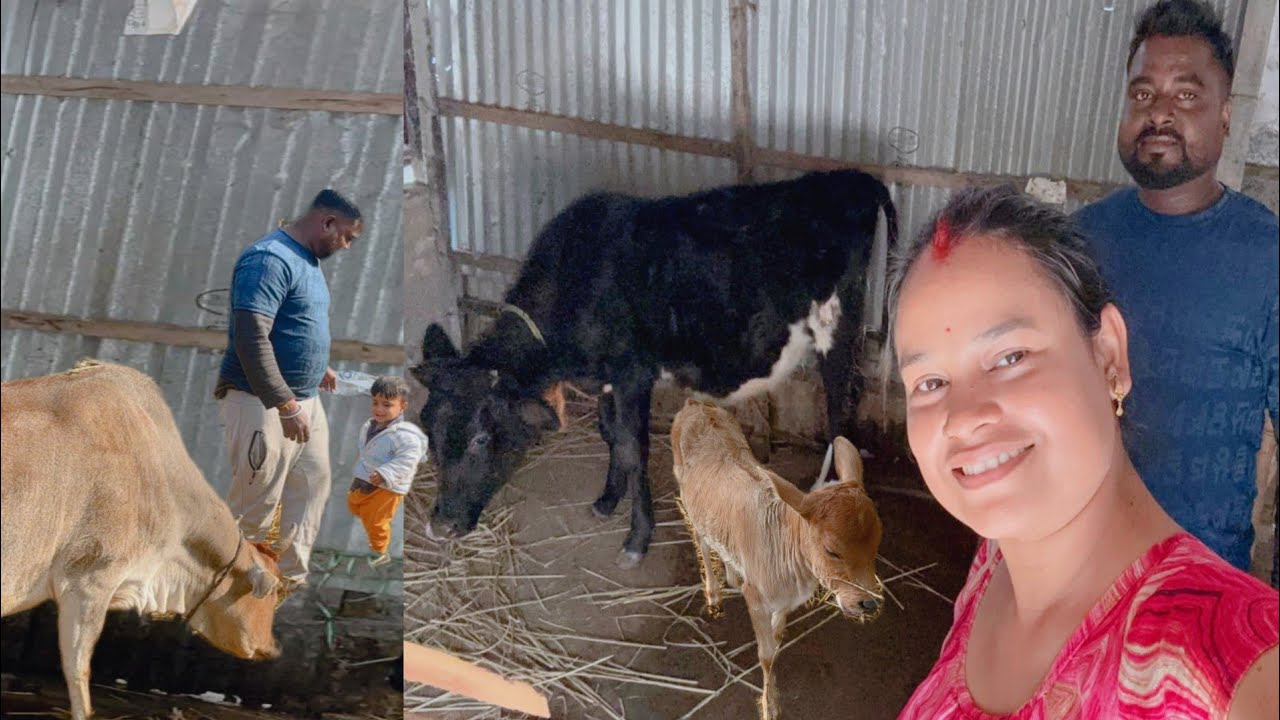 গরু বিক্রির কথা আর মুখেও আনবো না #cow #cowvideos #dailyvlog #pujabapigallary 