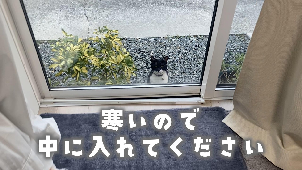 見回りに行きたいけど寒いのですぐ帰ってくる猫