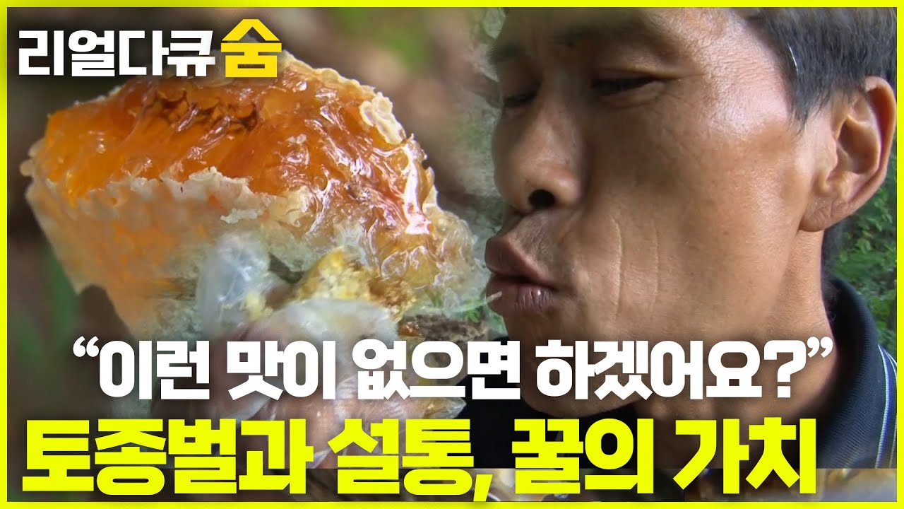 “왜 토종벌꿀 먹어야 할까요?” 토종벌과 설통, 그리고 꿀의 가치 | 리얼다큐숨