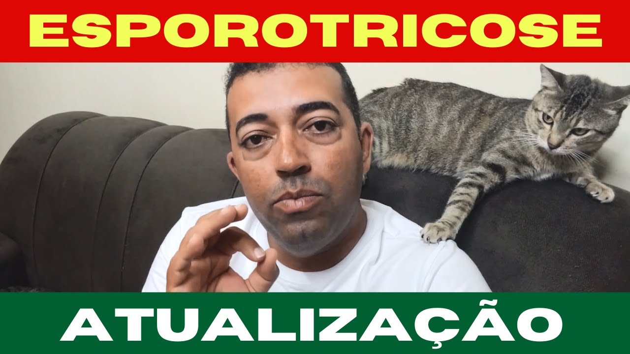 COMO  MEU GATO FICOU BOM DA ESPOROTRICOSE  RÁPIDO ( Atualização)