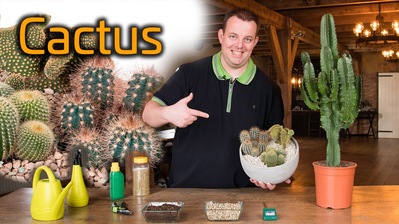 Tips voor de verzorging van je Cactus