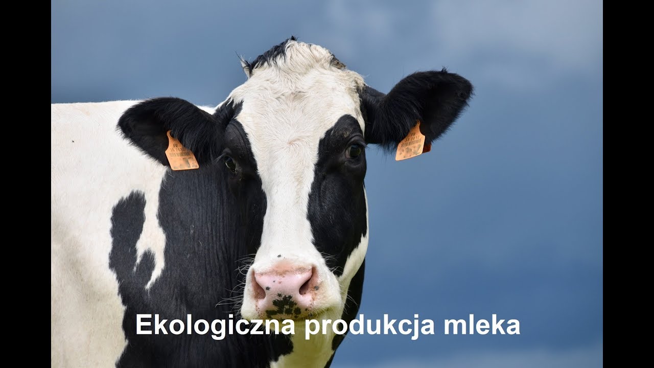 Ekologiczna produkcja mleka