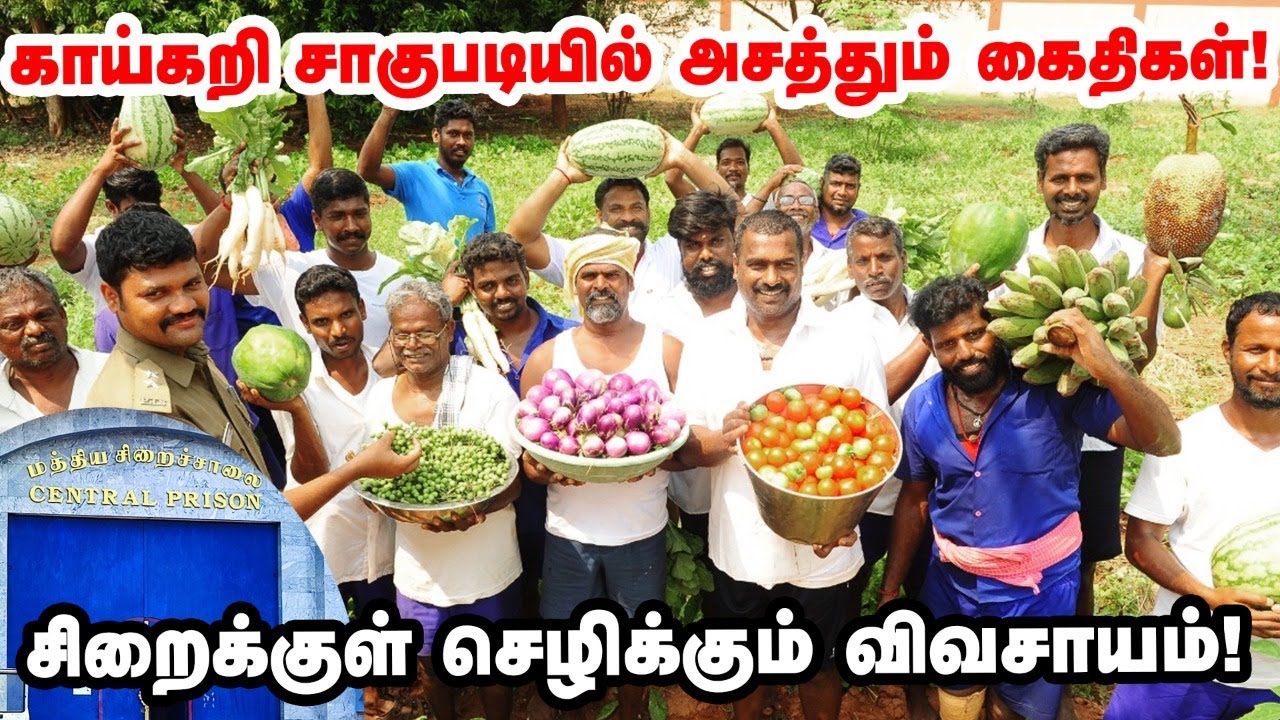ஜெயிலுக்குள் விவசாயம்; காய்கறி சாகுபடியில் அசத்தும் கைதிகள்! |  puducherry prison | organic Farming