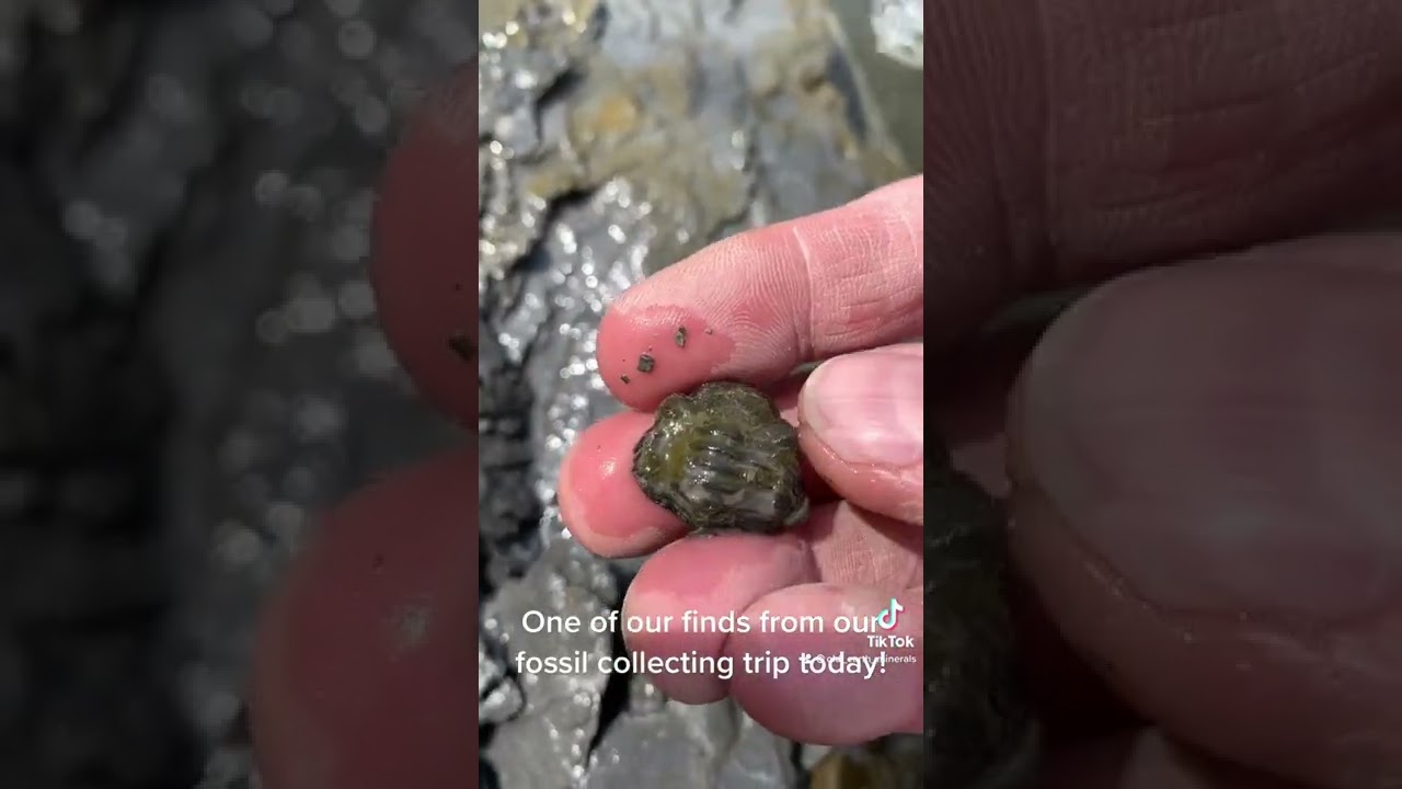 380 Million Year Old Trilobite