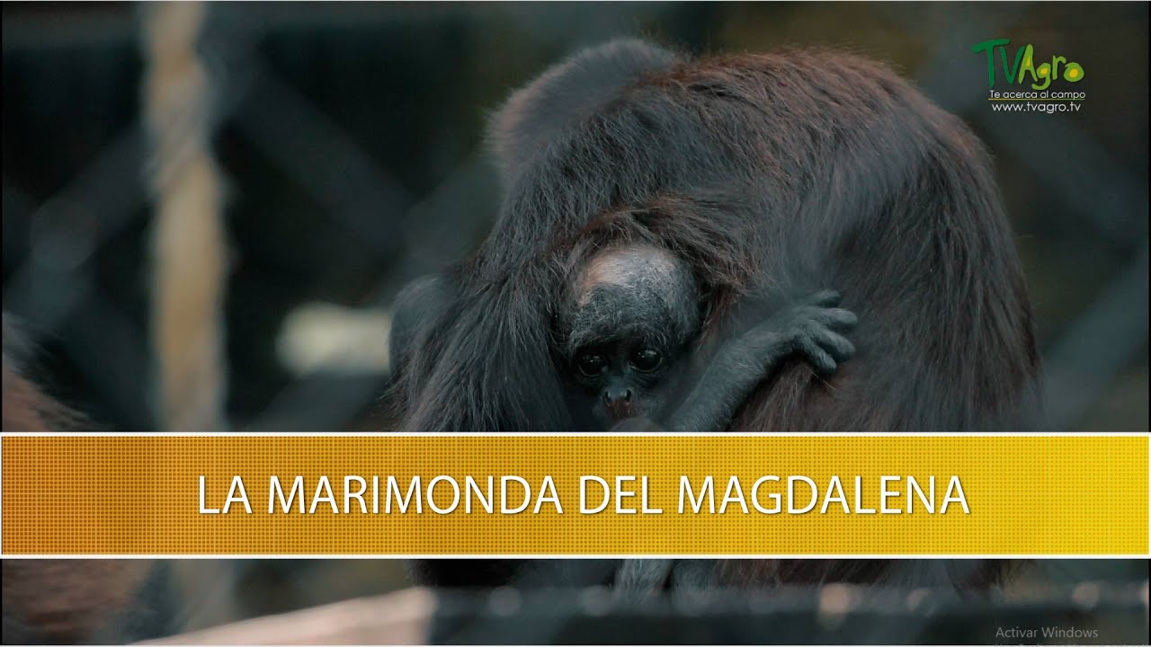 Que es La Marimonda del Magdalena- TvAgro por Juan Gonzalo Angel Restrepo