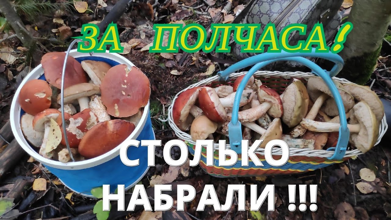 Грибы растут как ошалелые! Шутя набрали ведро и корзину! Пермь 17 сент 2021