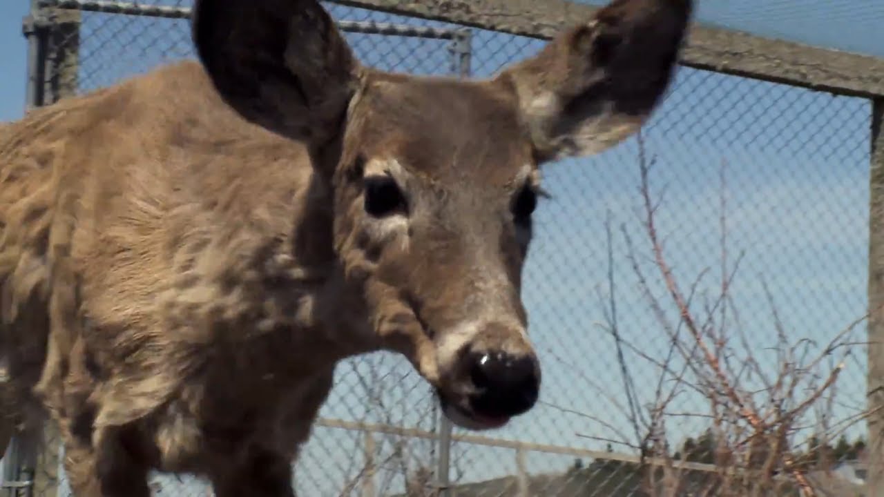 Blue Nose the Deer - Hope For Wildlife - The Webisodes