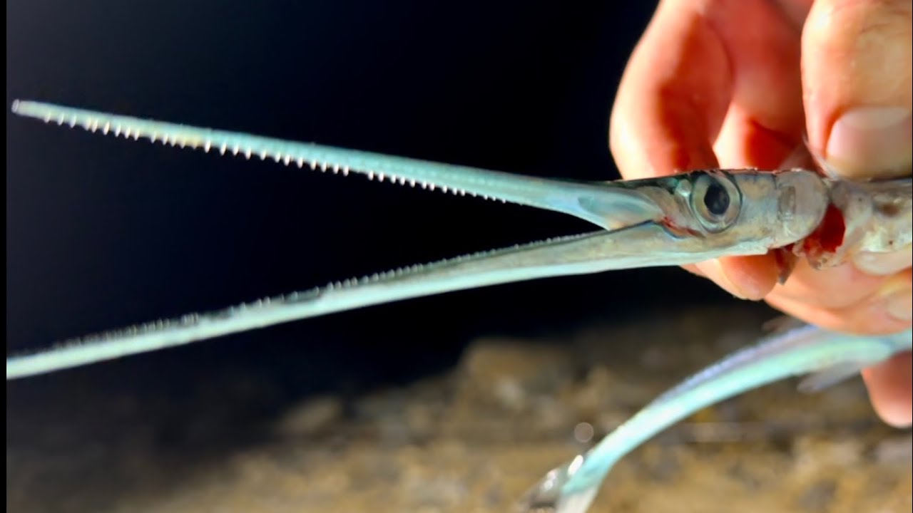 【刺さったら大ケガ】怪魚を捕まえた