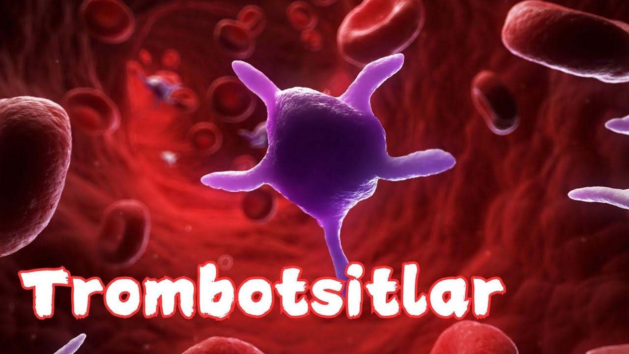 Trombotsitlar | Qon plastinkalari | Qon ivishi | #trombotsit #gemostaz