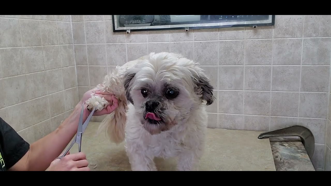 Bichon/Shih-Tzu dog breed full groom, dog grooming without restraints