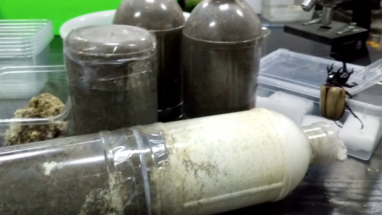 鍬形蟲的牙型與幼蟲食性之討論