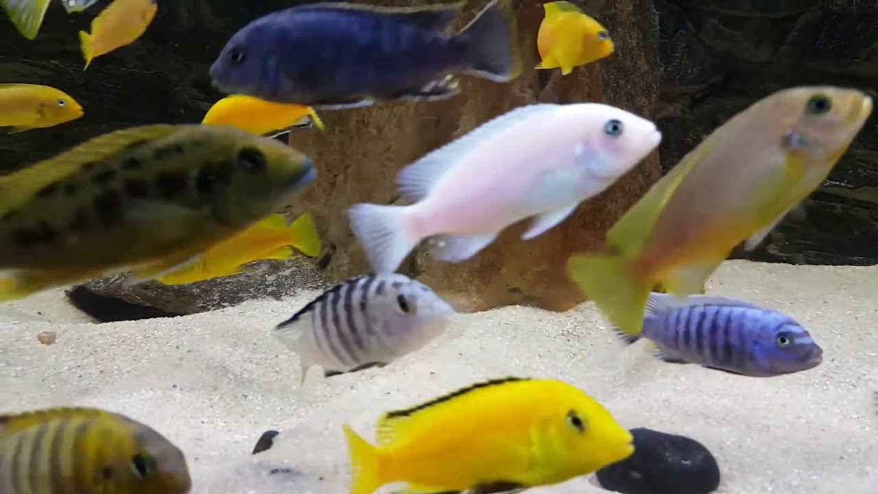 40 minute relaxing  Cichlids Aquarium from Lake Malawi with Beethoven classical music