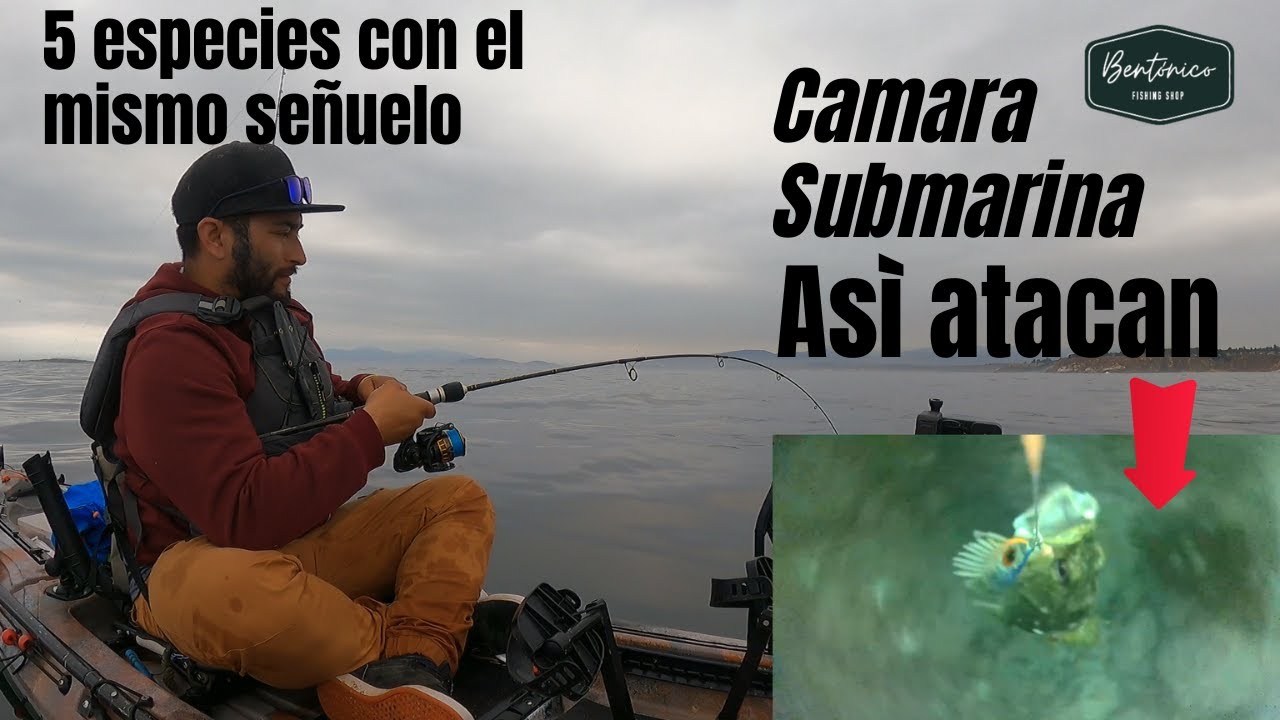 5 especies con el mismo señuelo - Cámara capta como atacan.