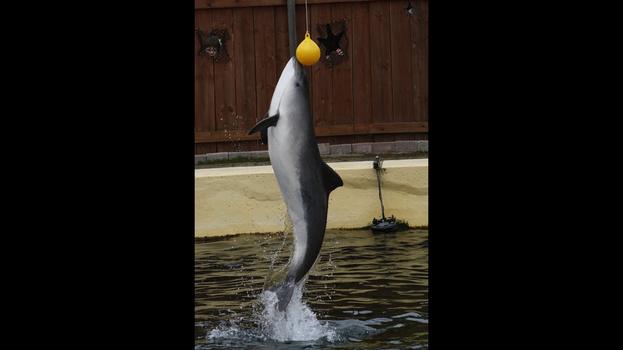 Porpoise Training Presentation | Dolfinarium Harderwijk