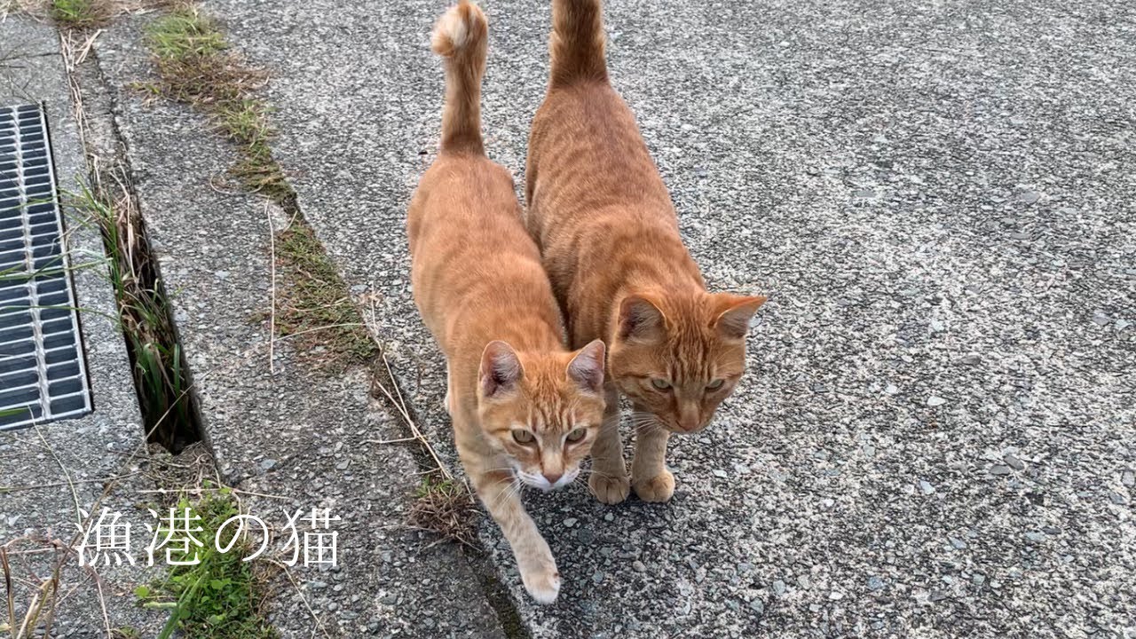 釣りに来たのに 猫と戯れる