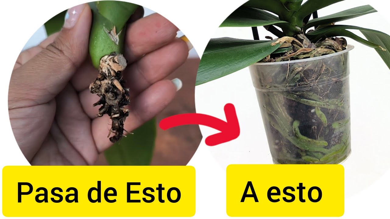 Orquídeas Sin Raíces? 😱 Recuperarlas Así!!! 💕🌱