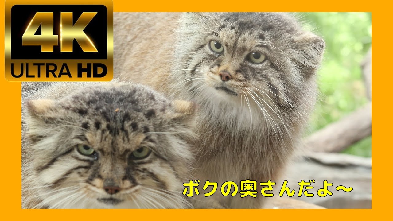 【マヌルネコ】傷心なボル君😢怒るポリーちゃん😡