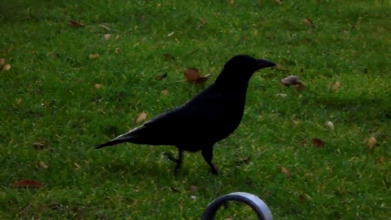 Corneja negra en Frankfurt / Carrion crow in Frankfurt (Corvus corone)
