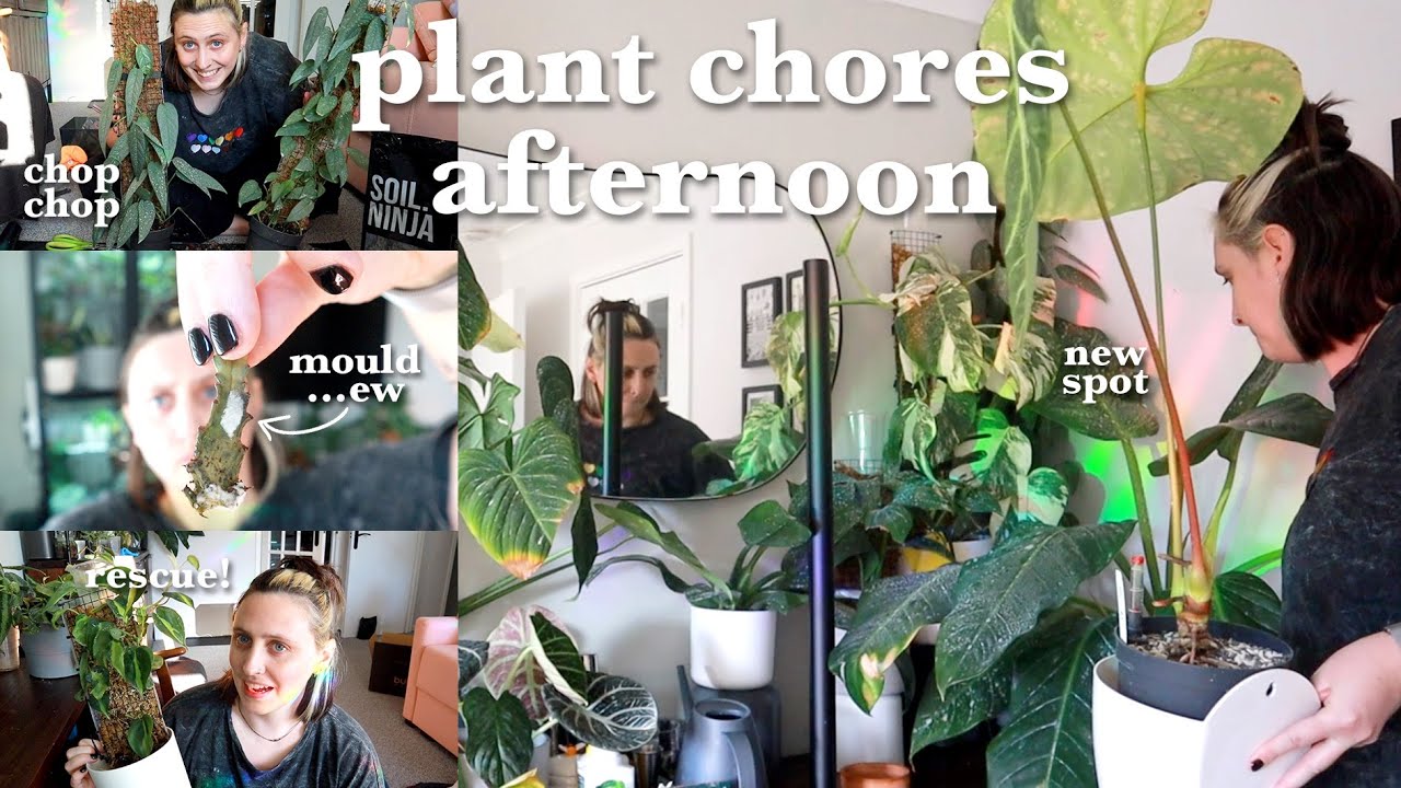 taking plants out of the cabinet, sorting out neglected swaps & more! 🪴 Plant Chores