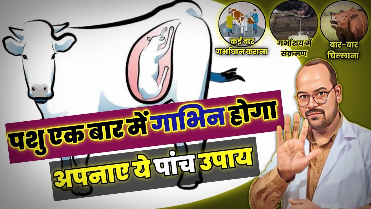 ये 5 काम कर लो पशु एक बार में गाभिन होगा👍।Repeat Breeding