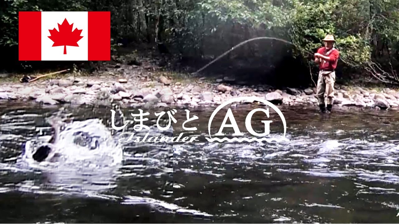 【カナダ 田舎暮らし】鮭釣り、フライフィッシング、5番トラウトロッドで狙うピンクサーモン （セッパリマス）の引きは強烈だった | カラフトマス フライフィッシング |