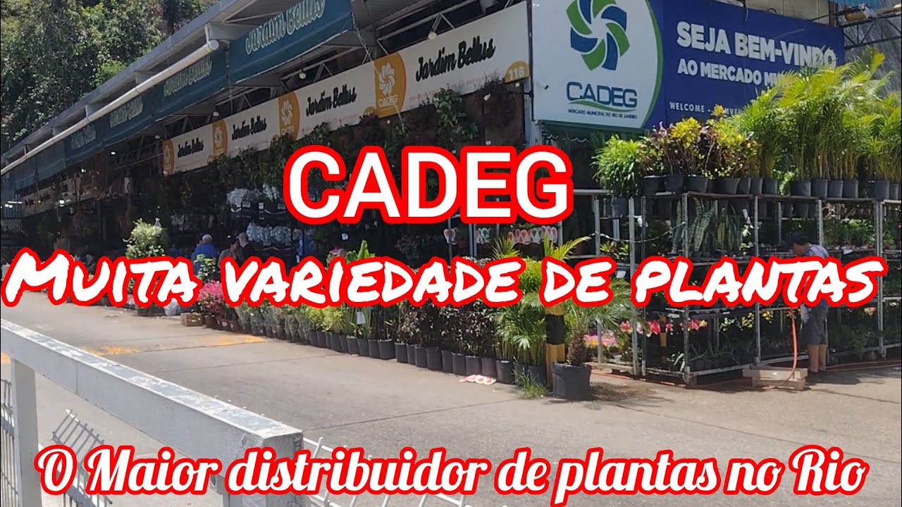 Muitas #plantas lindas na CADEG!#viral #viralyoutubevideo #flores #casa #jardim #amigos #viralvideo 