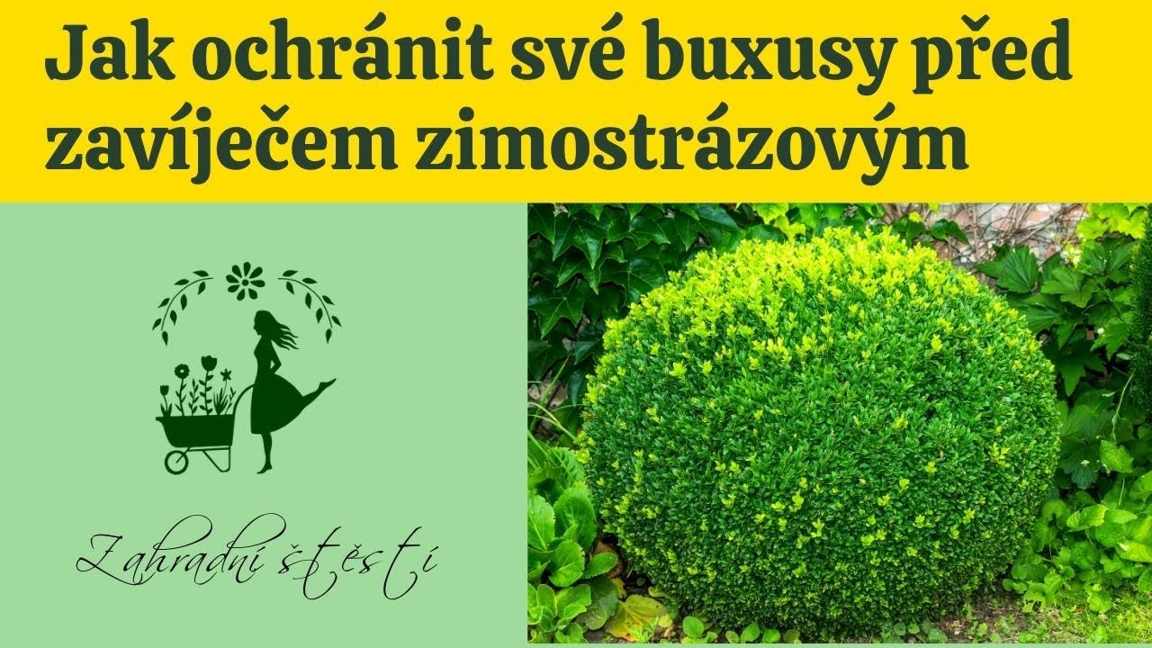 Jak ochránit buxusy před zavíječem zimostrázovým