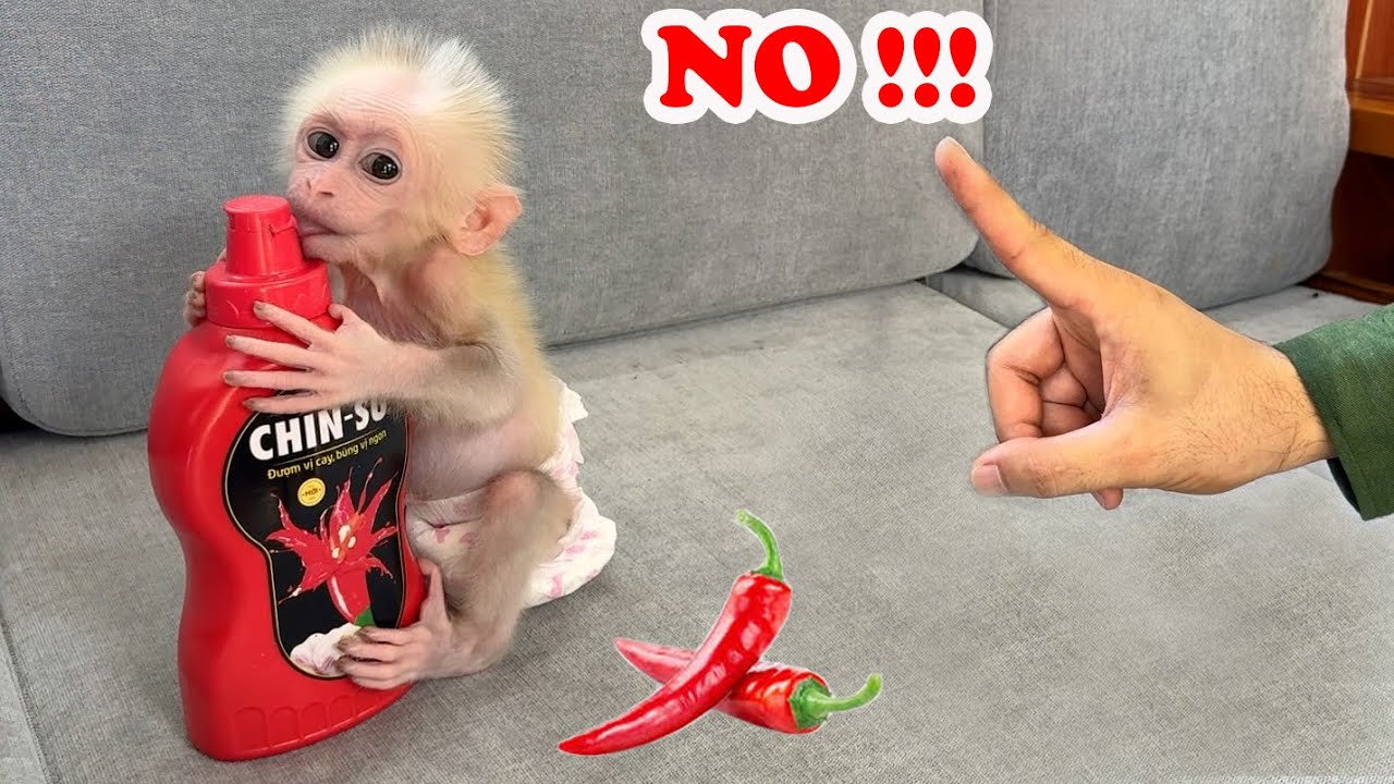 Baby monkey Xuka is holding something that makes her father worried.